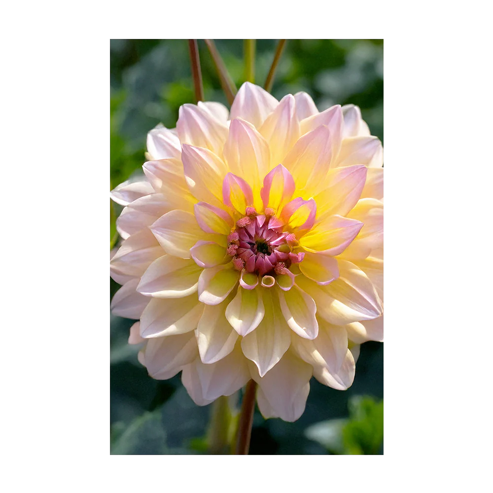 Dahlia Flower Seeds Packet - Image 3