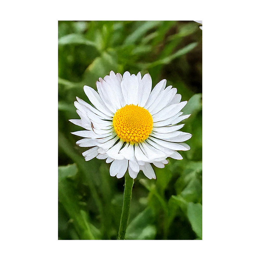 Daisy White Flower Seeds Packet - Image 3