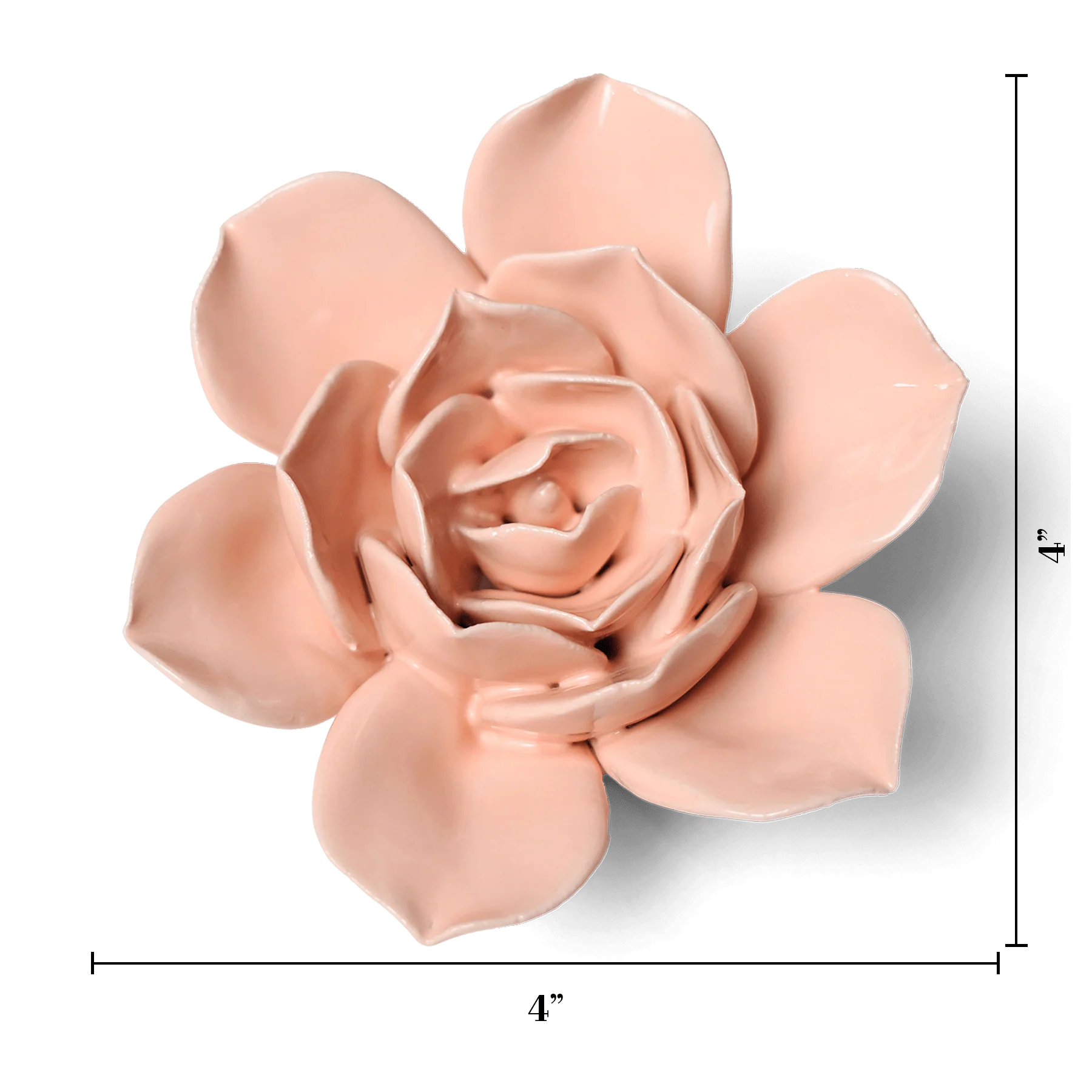 Apricot Pink Narcissus - Image 3