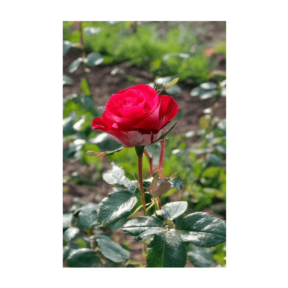 Desert Rose Indoor Houseplant Seeds Packet - Image 3