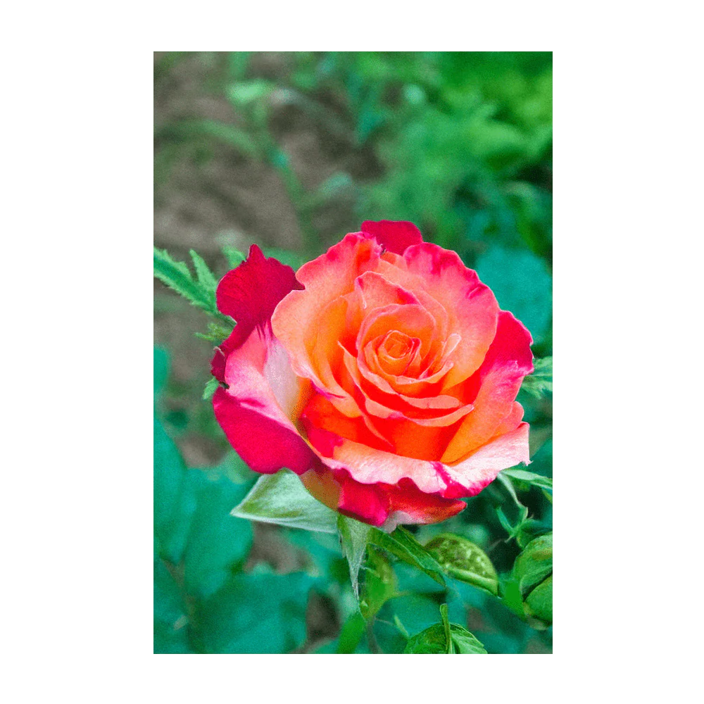 Desert Rose Indoor Houseplant Seeds Packet - Image 4
