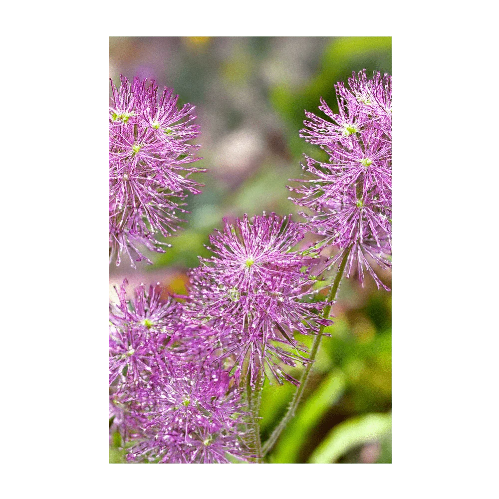 Dewflower Flower Seeds Packet - Image 3