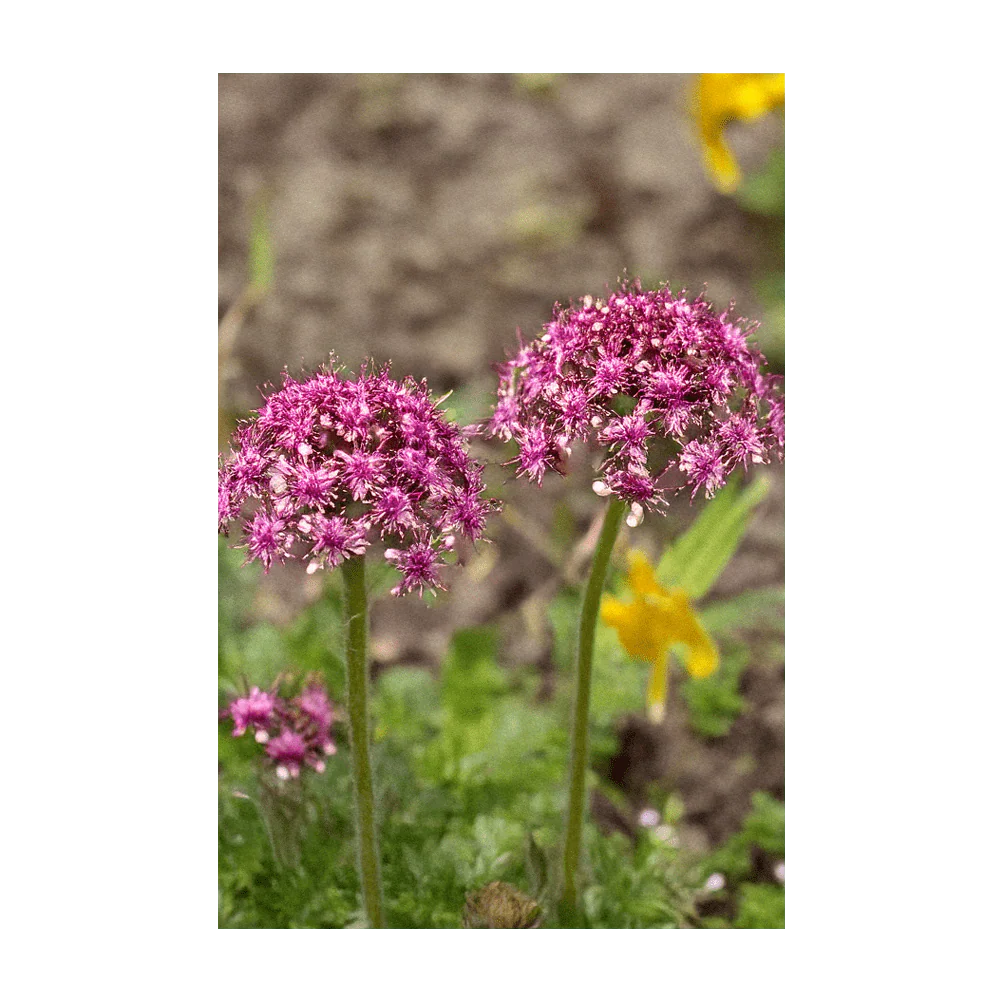 Dewflower Flower Seeds Packet - Image 4