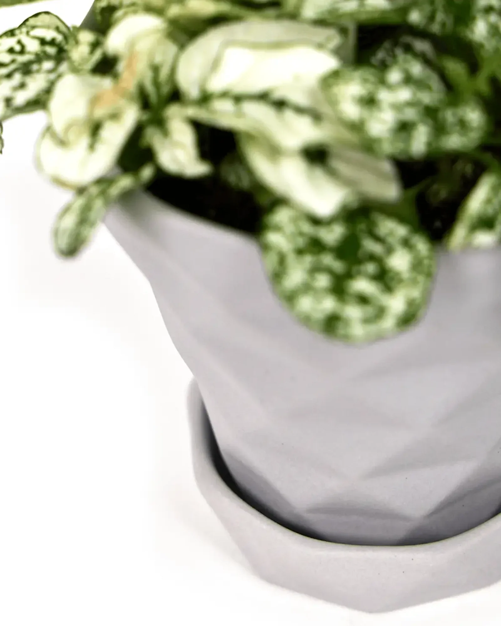 Diamond Small Porcelain Plant Pot - Image 3