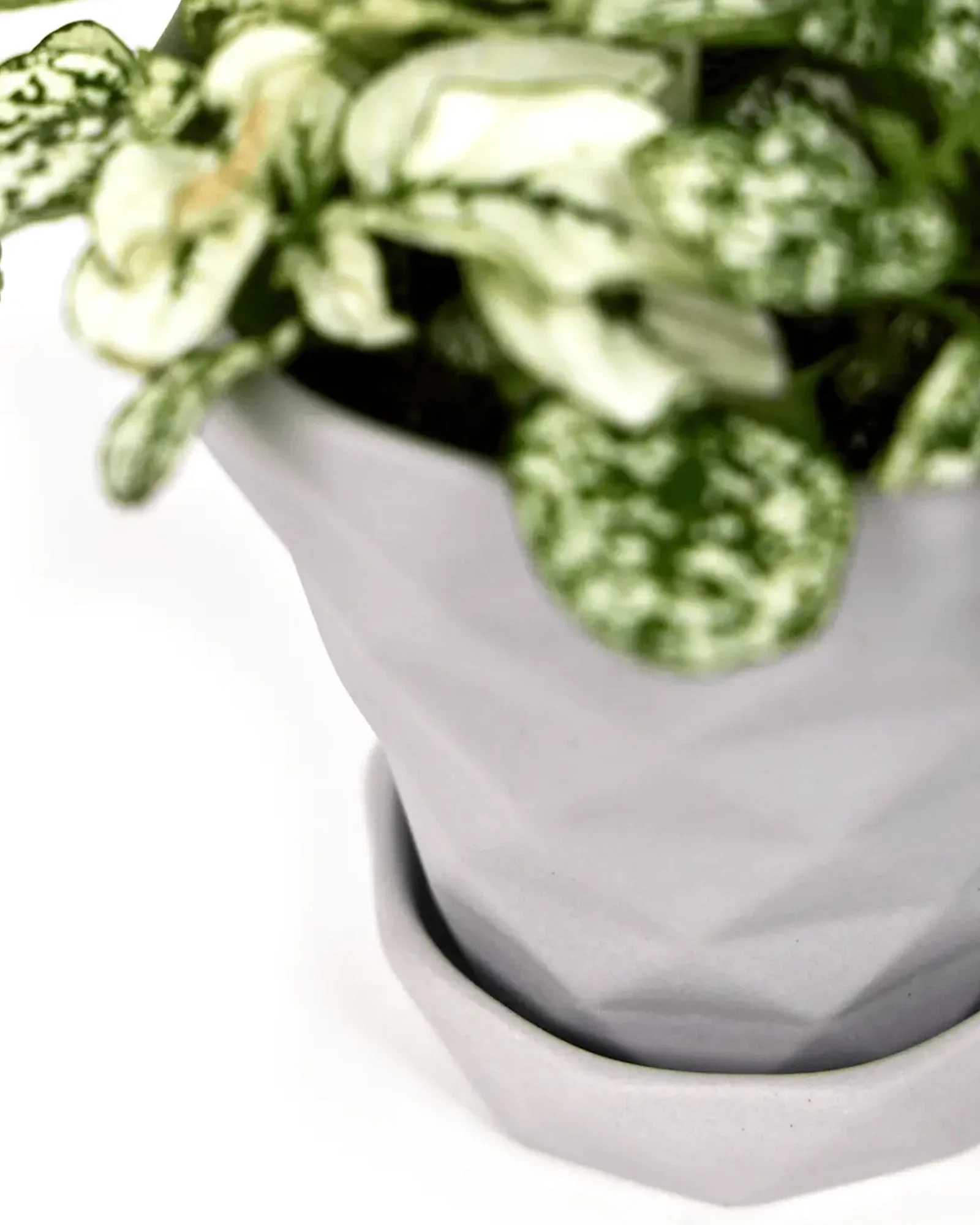 Diamond Medium Porcelain Plant Pot - Image 3