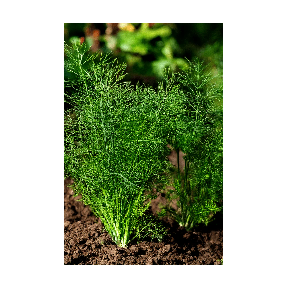 Dill Herb Seeds Packet - Image 3