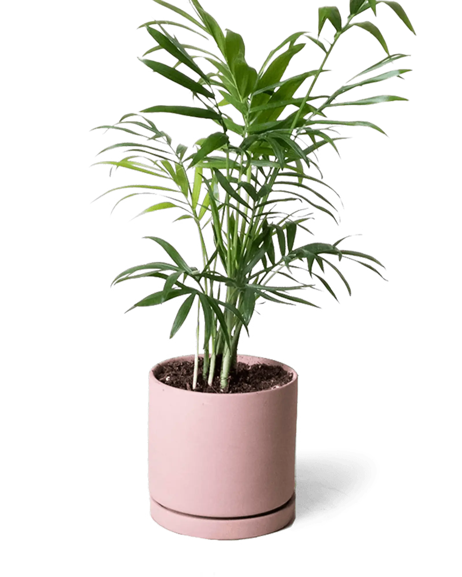 Dojo Porcelain Modern Indoor Plant Pot With Saucer | 3.5 Inch - Image 14