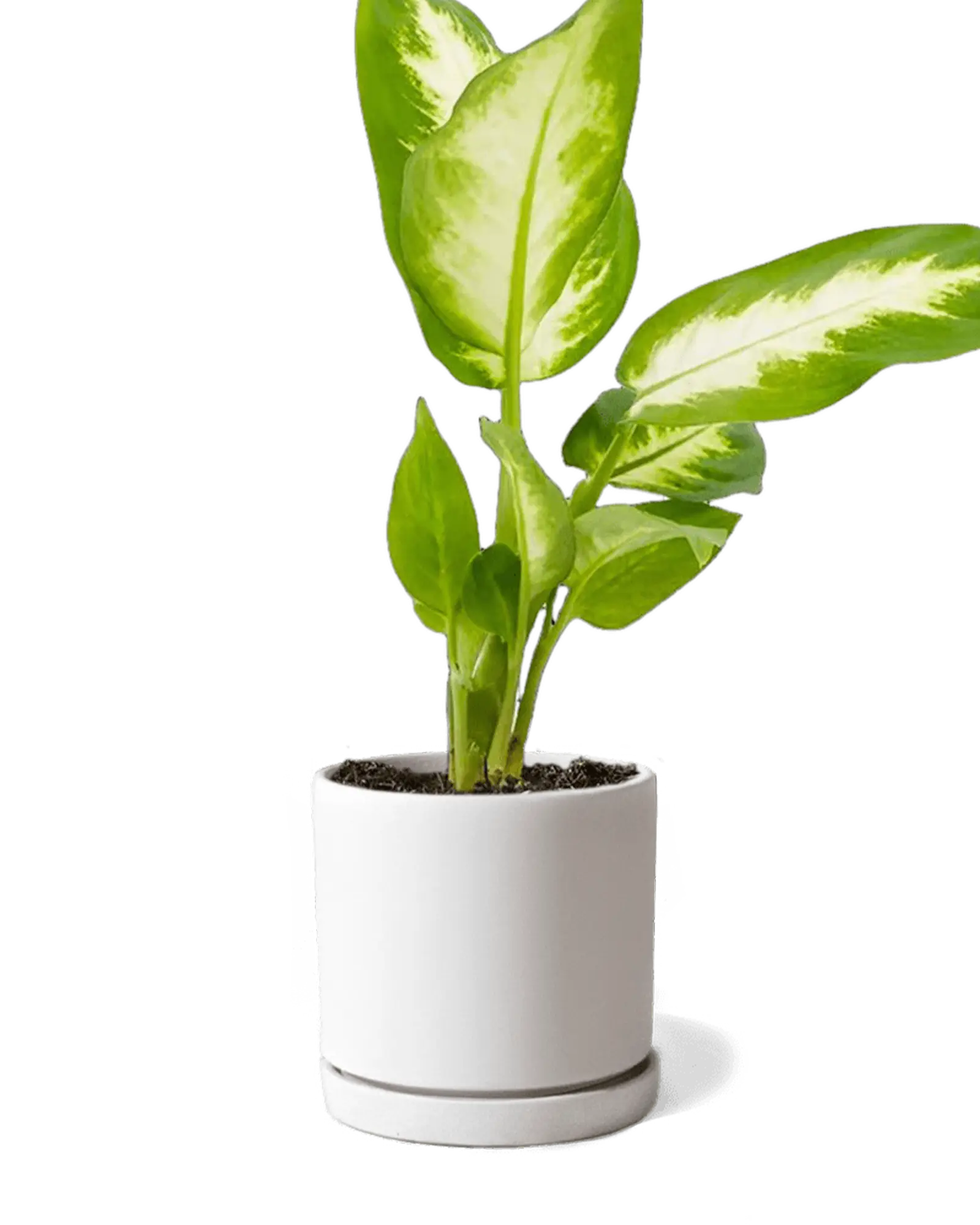 Dojo Porcelain Modern Indoor Plant Pot With Saucer | 3.5 Inch - Image 16