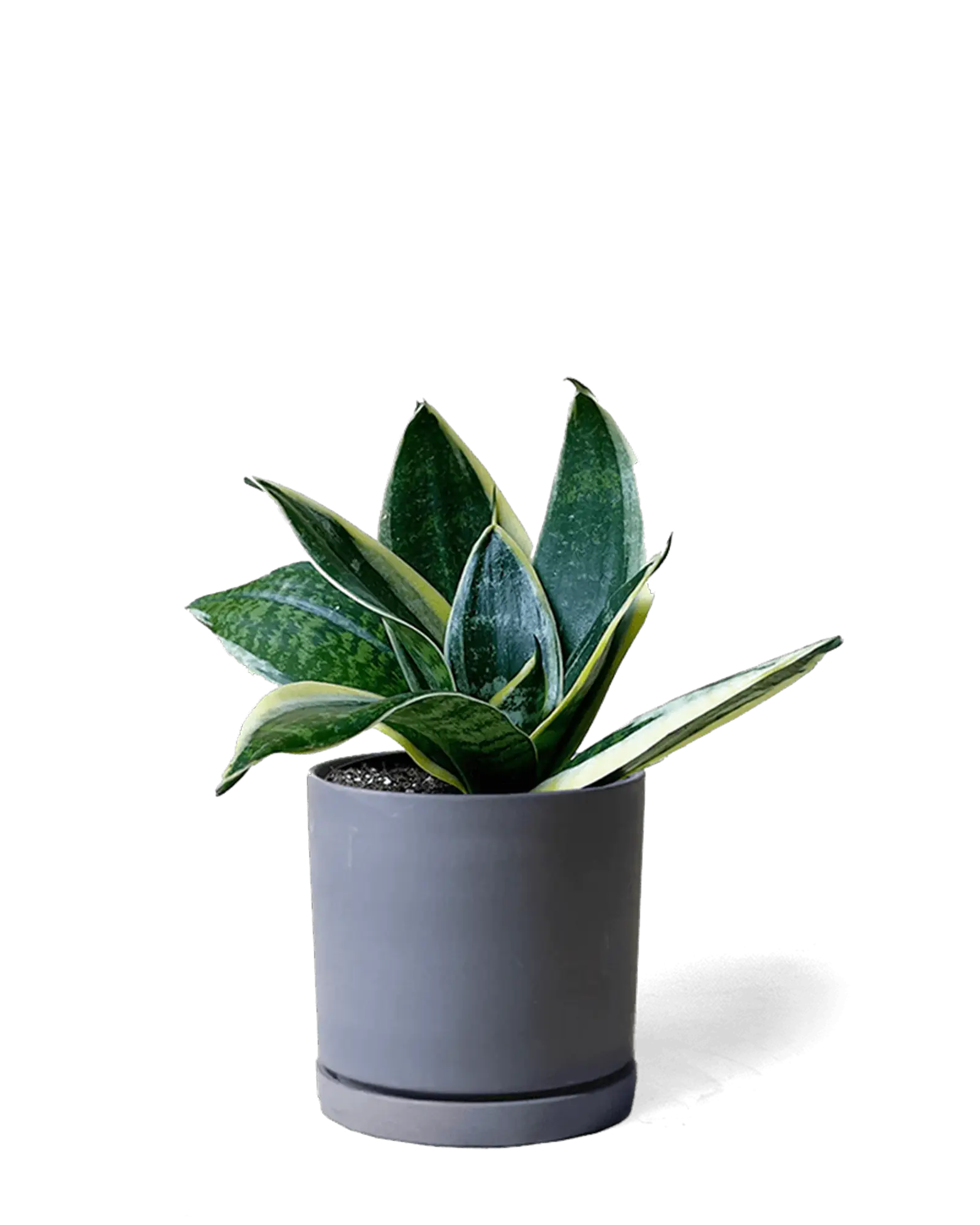 Dojo Porcelain Modern Indoor Plant Pot With Saucer | 3.5 Inch - Image 3