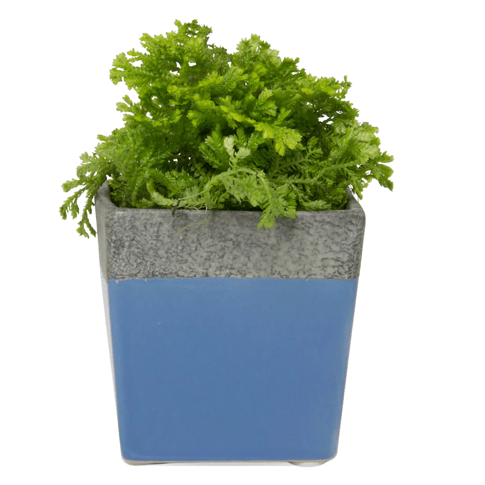 Duo Ceramic Planter With Drainage Hole And Saucer - Image 4