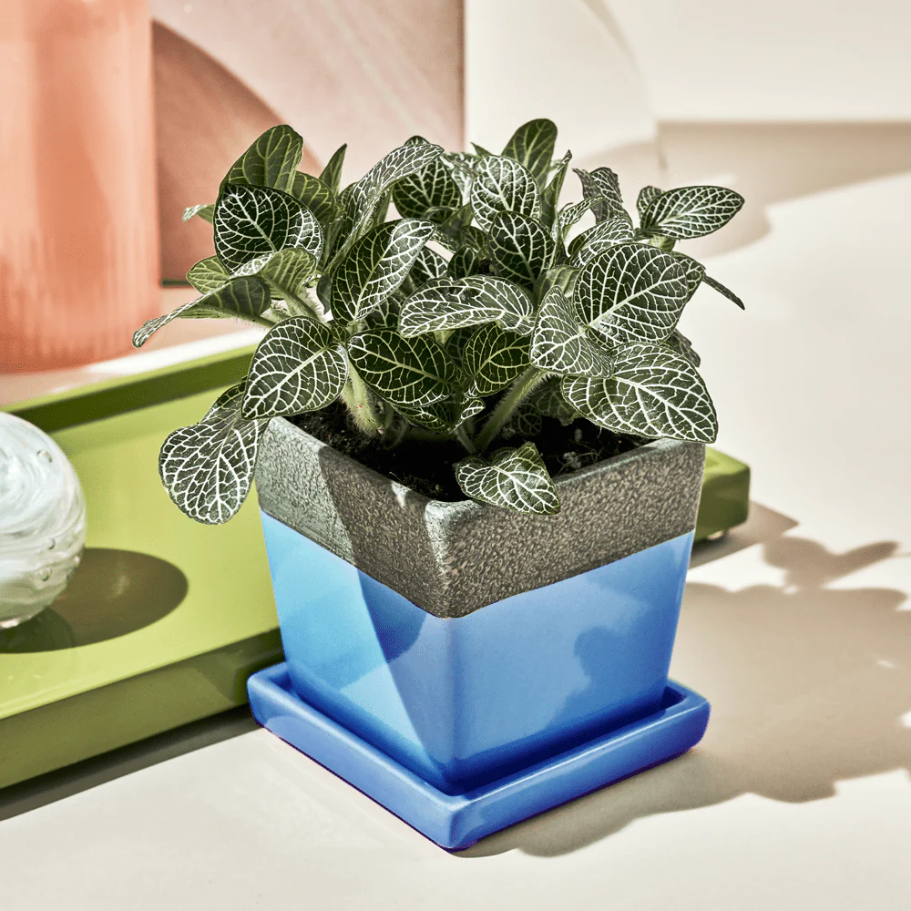 Duo Ceramic Planter With Drainage Hole And Saucer - Image 5