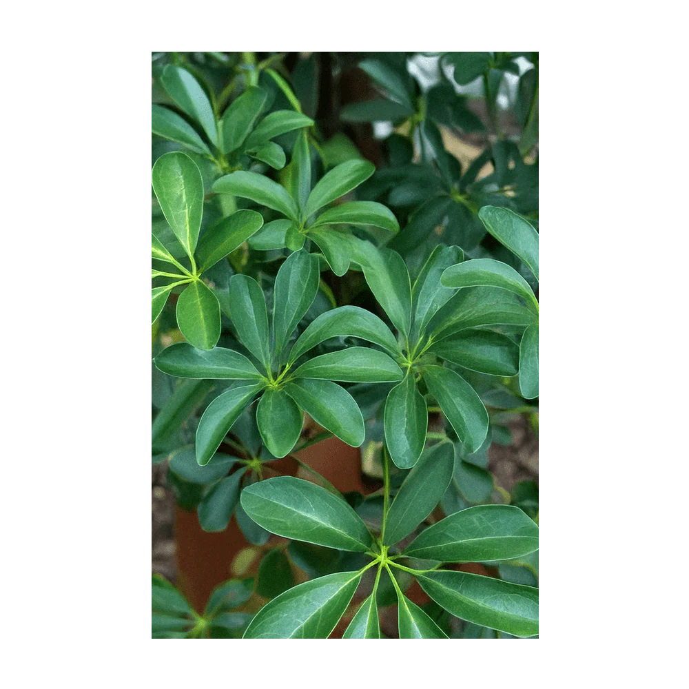Dwarf Schefflera Indoor Houseplant Seeds Packet - Image 3