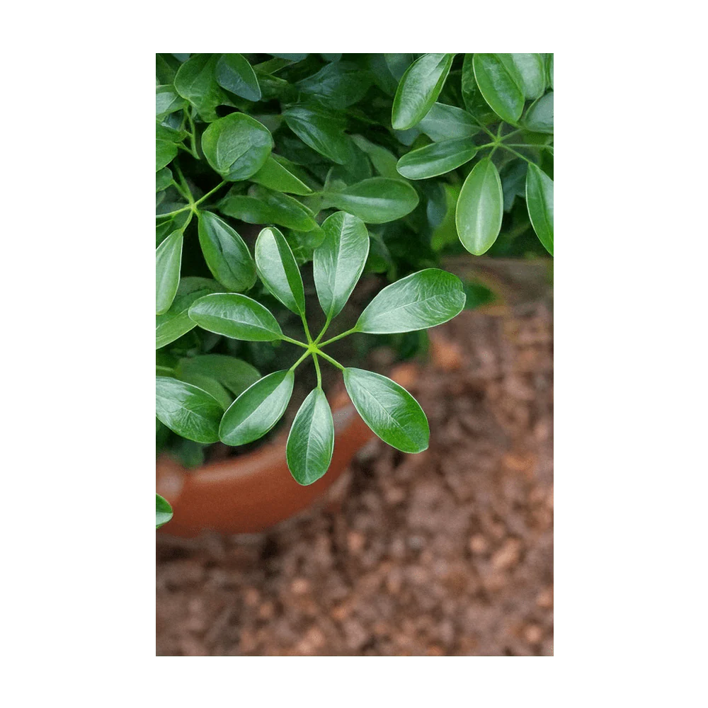 Dwarf Schefflera Indoor Houseplant Seeds Packet - Image 4