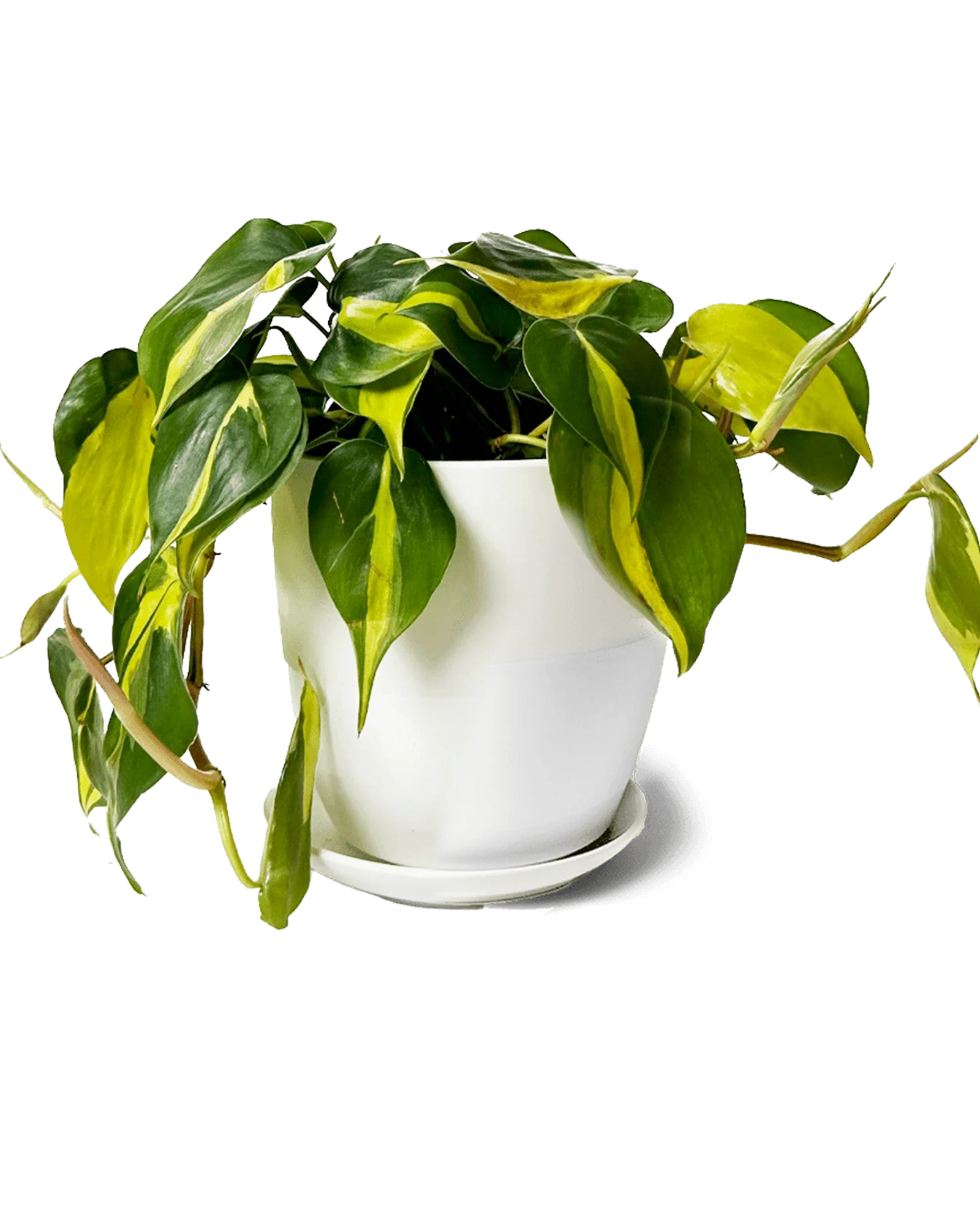 Dyad Small Porcelain Plant Pot - Image 10
