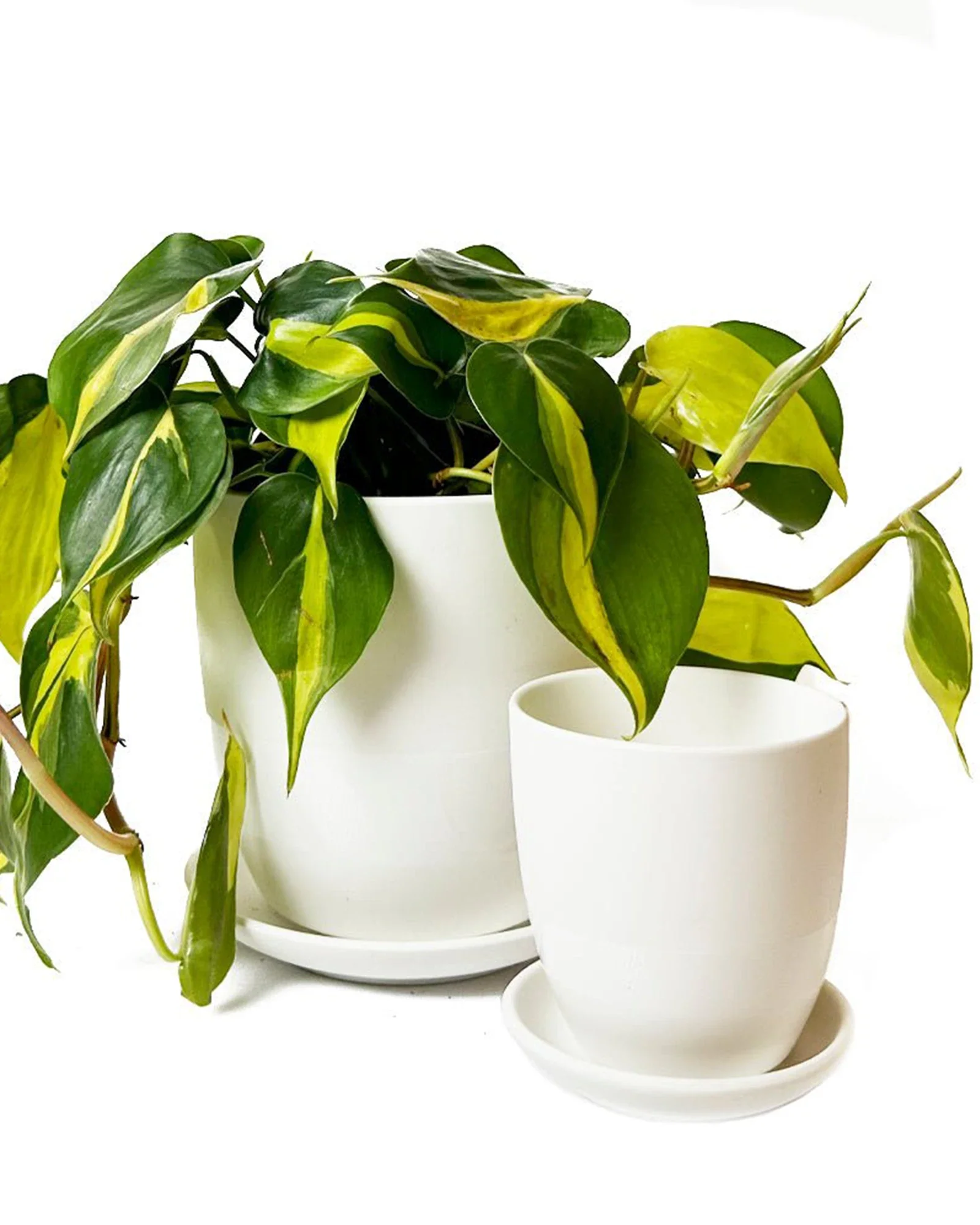 Dyad Small Porcelain Plant Pot - Image 11