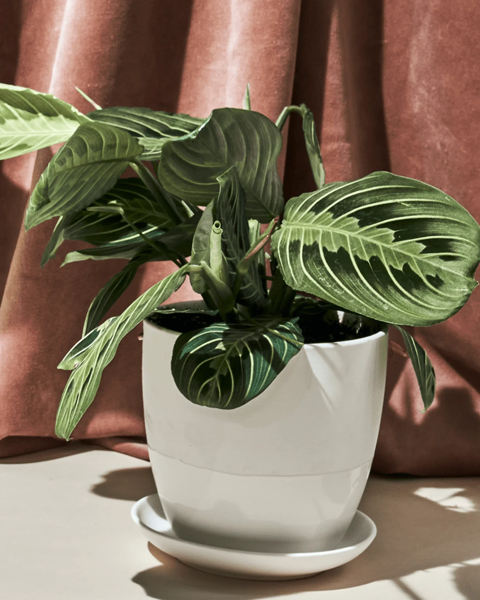 Dyad Small Porcelain Plant Pot - Image 12
