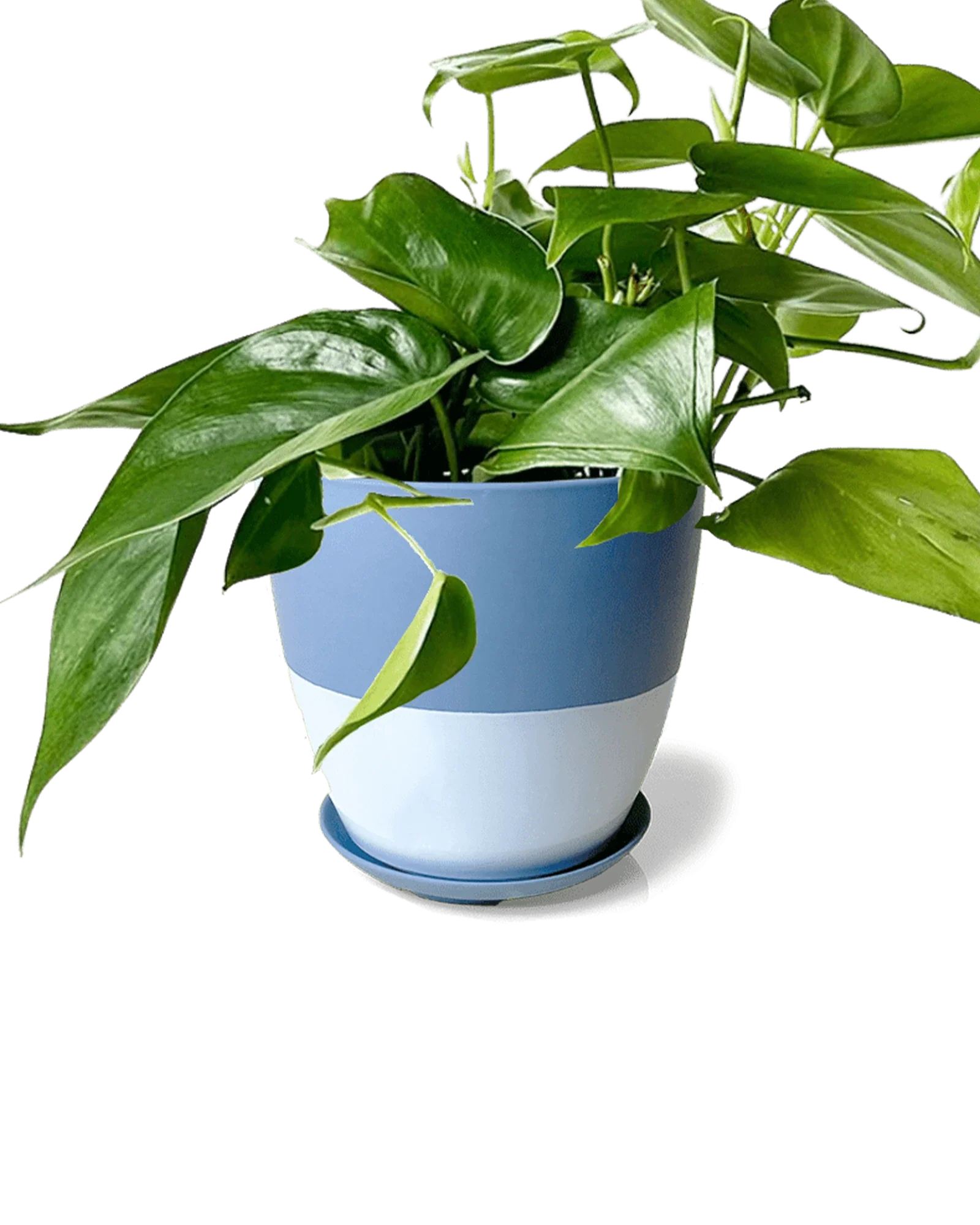 Dyad Small Porcelain Plant Pot - Image 17
