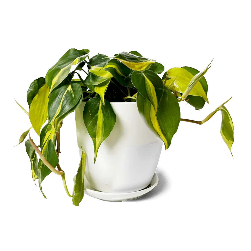 Dyad Medium Porcelain Plant Pot - Image 13