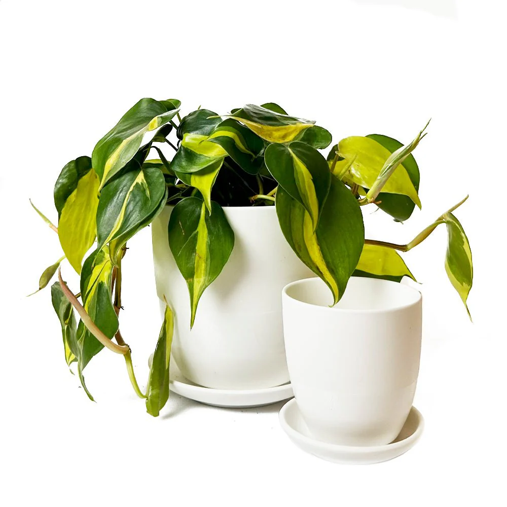 Dyad Medium Porcelain Plant Pot - Image 14