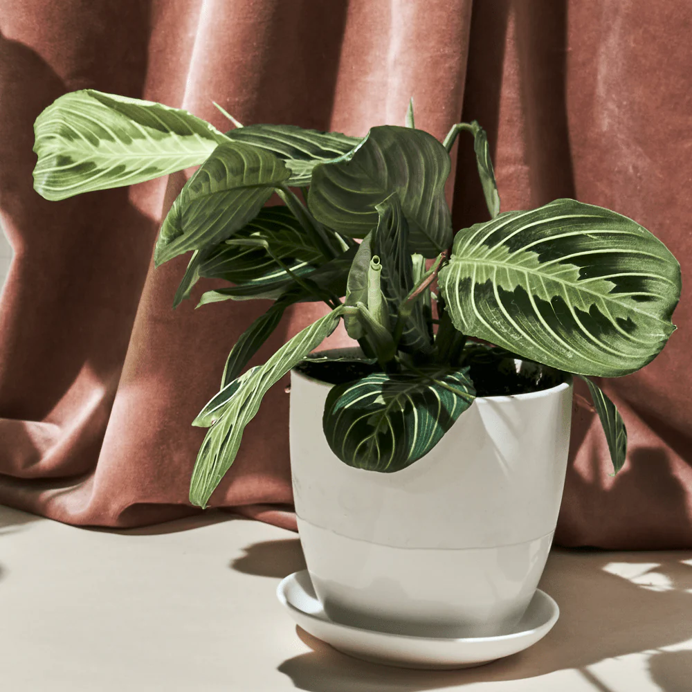 Dyad Medium Porcelain Plant Pot - Image 16