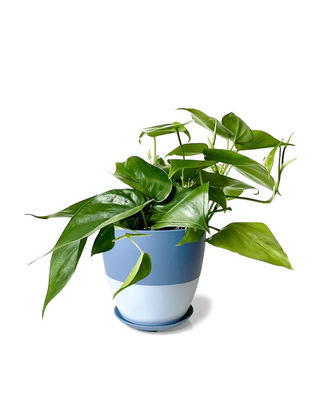 Dyad Medium Porcelain Plant Pot - Image 23
