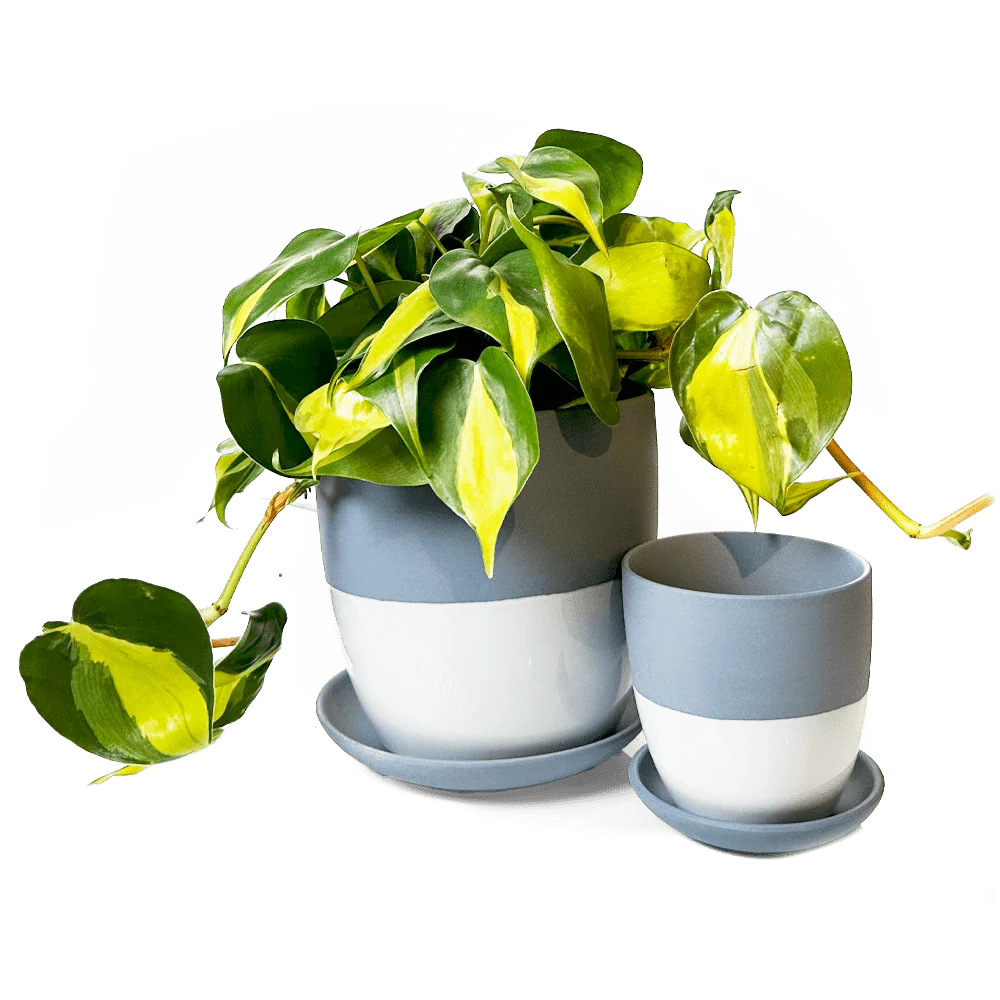 Dyad Medium Porcelain Plant Pot - Image 25