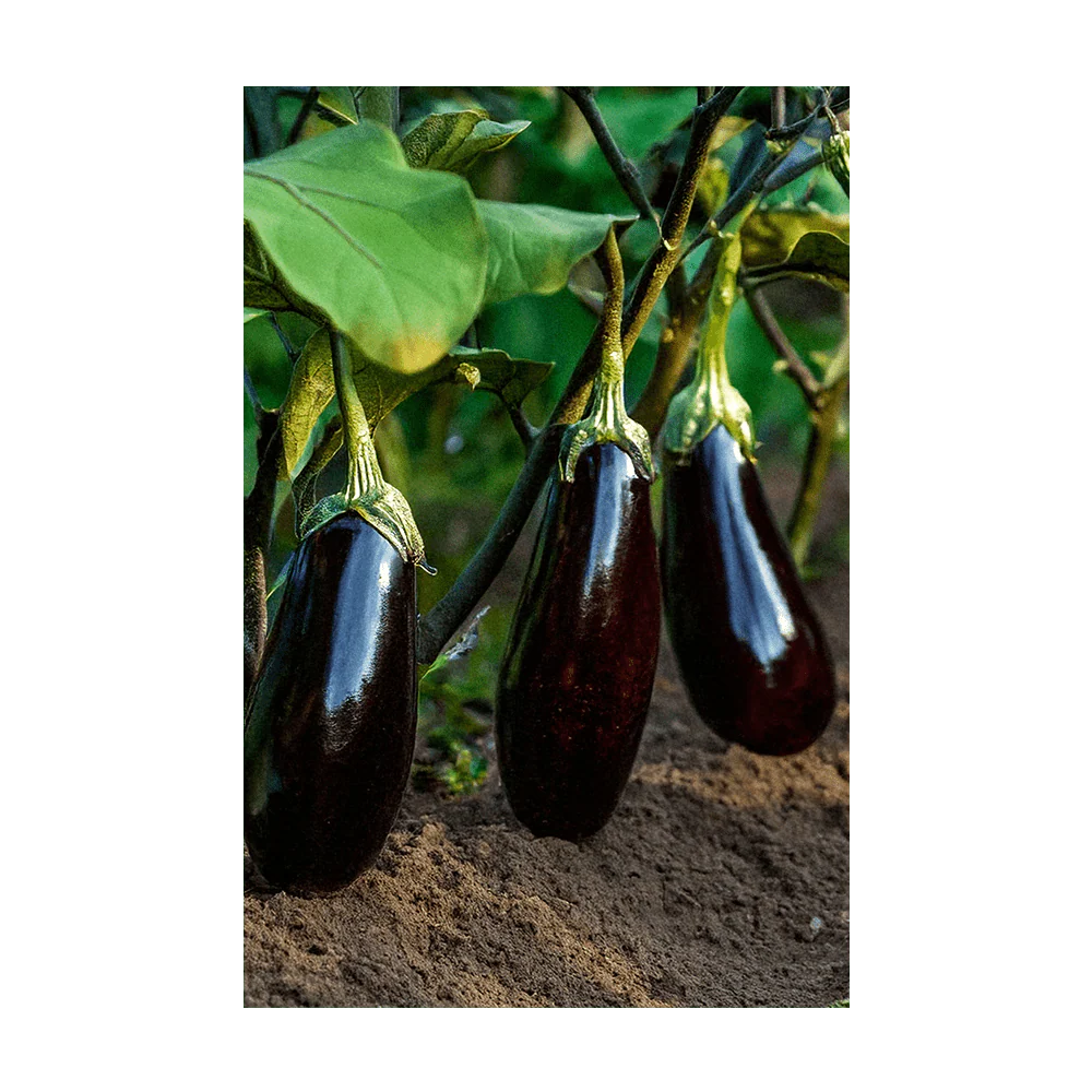 Eggplant Vegetable Seeds Packet - Image 3