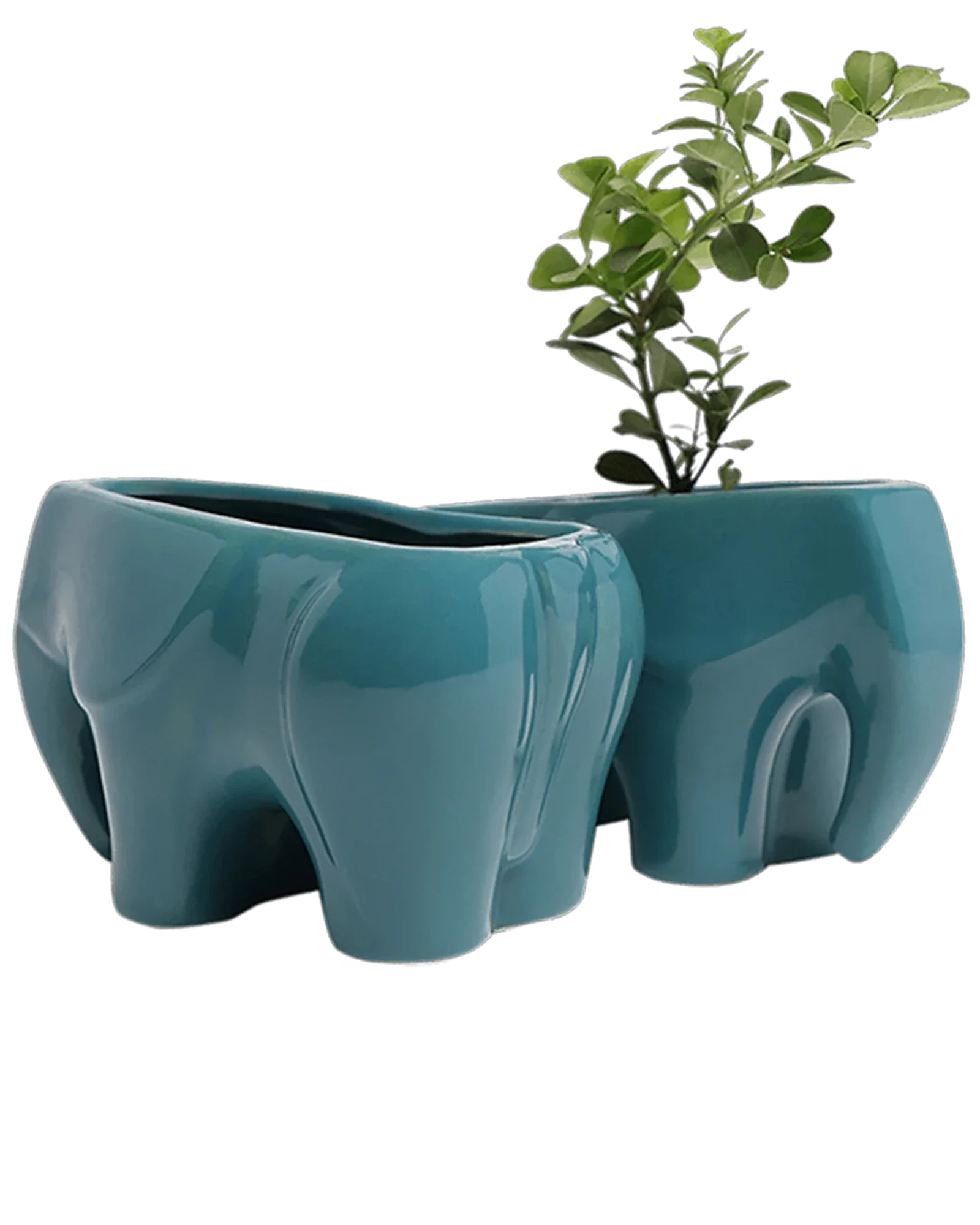 Elephant Ceramic Indoor Plant Pot For Succulents - Image 10