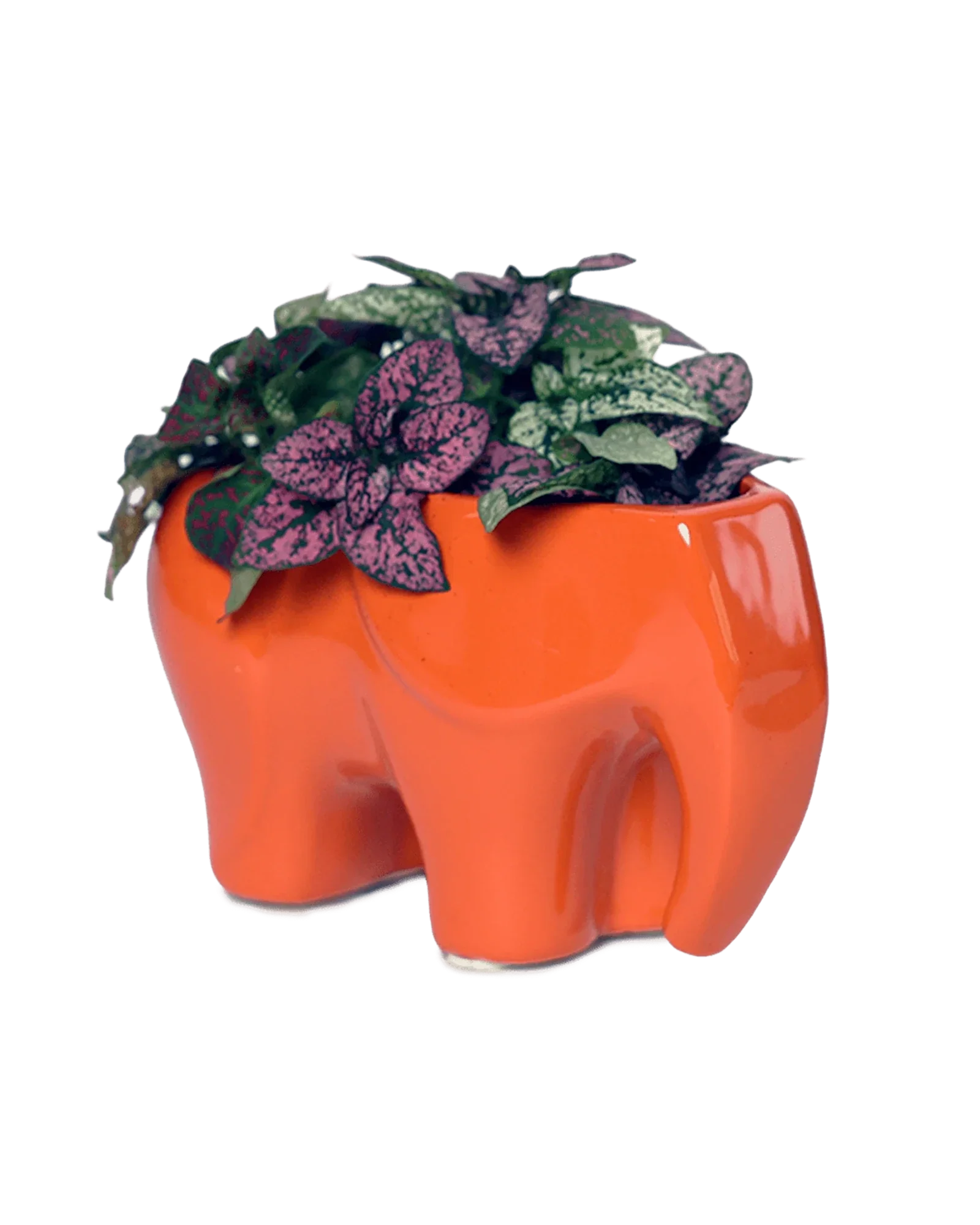 Elephant Ceramic Indoor Plant Pot For Succulents - Image 16