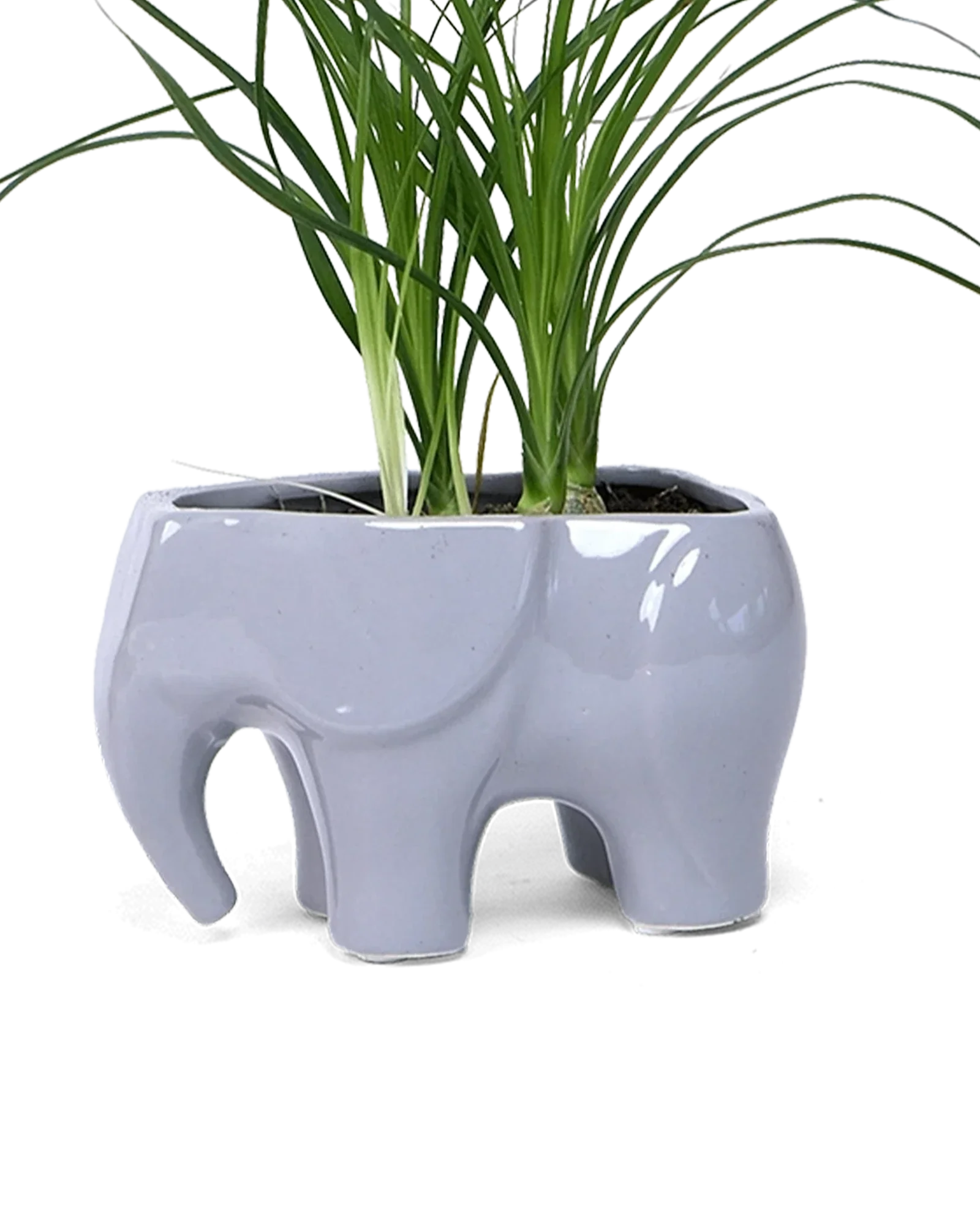 Elephant Ceramic Indoor Plant Pot For Succulents - Image 3