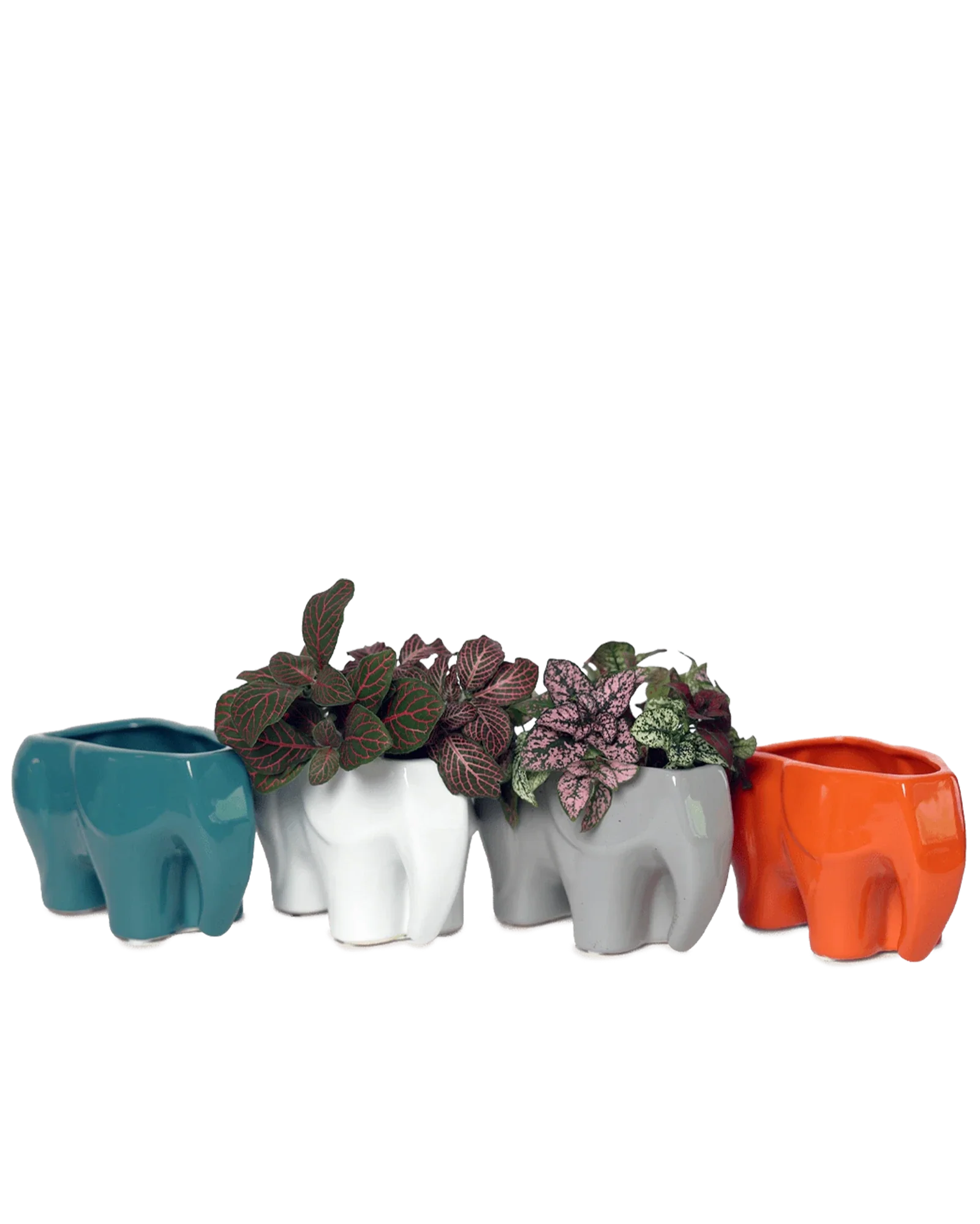 Elephant Ceramic Indoor Plant Pot For Succulents - Image 7