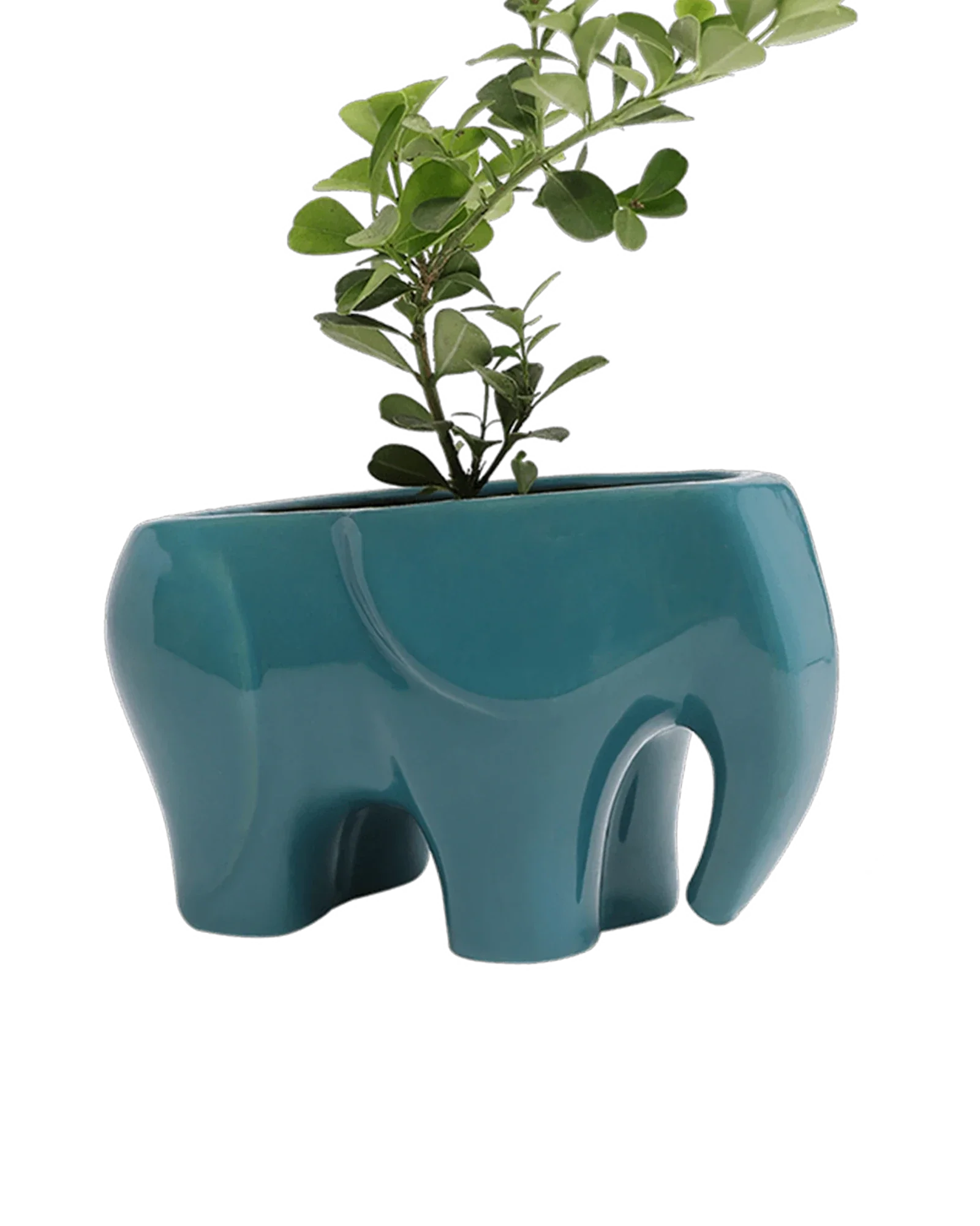 Elephant Ceramic Indoor Plant Pot For Succulents - Image 8