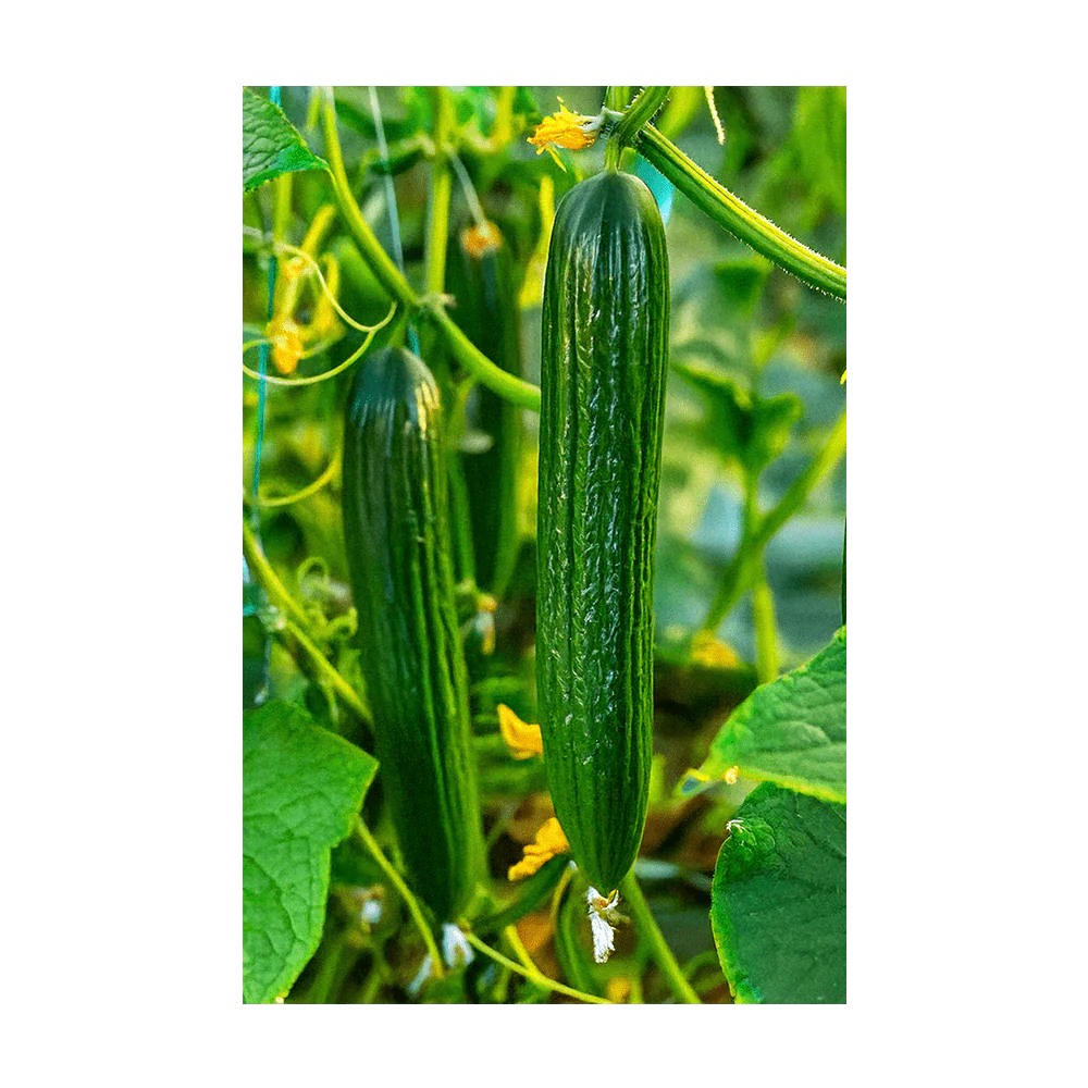 English Cucumber Vegetable Seeds Packet - Image 3