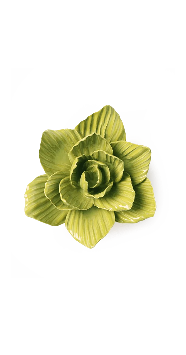 Chartreuse Gladiolus