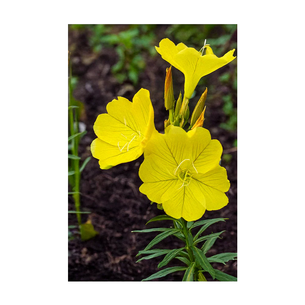 Evening Primrose Flower Seeds Packet - Image 3