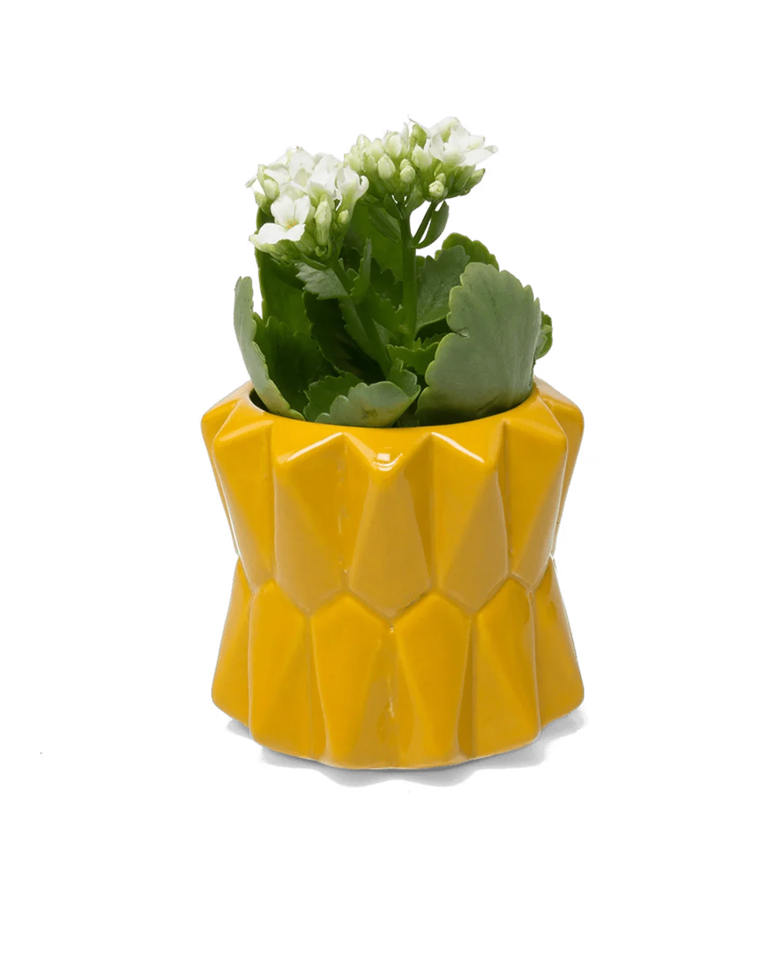 Fang Ceramic Modern Planter For Succulents | 3.5 inch - Image 4