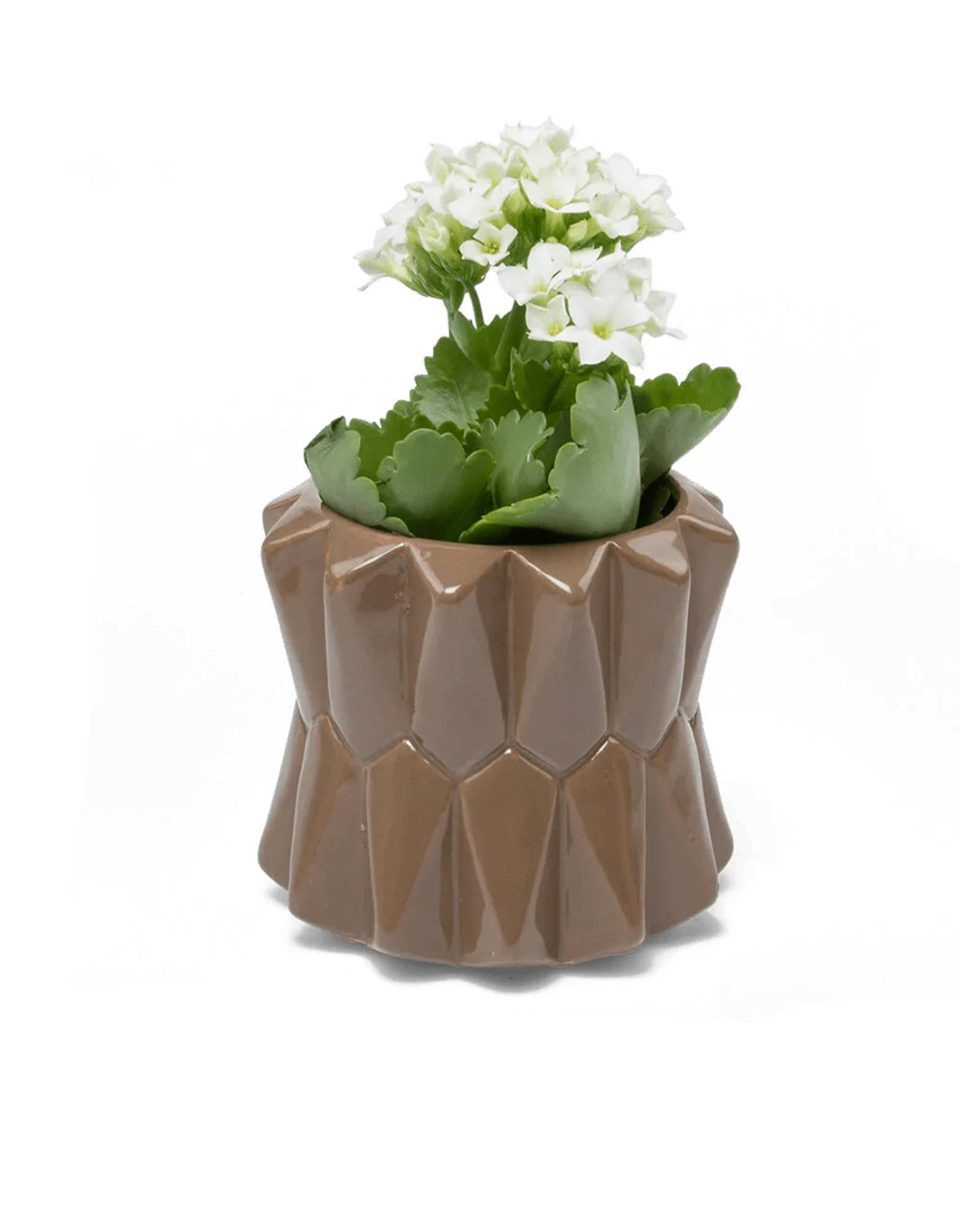 Fang Ceramic Modern Planter For Succulents | 3.5 inch - Image 8