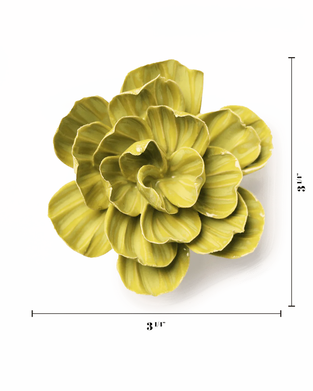 February Birth Flower - Primrose - Image 3