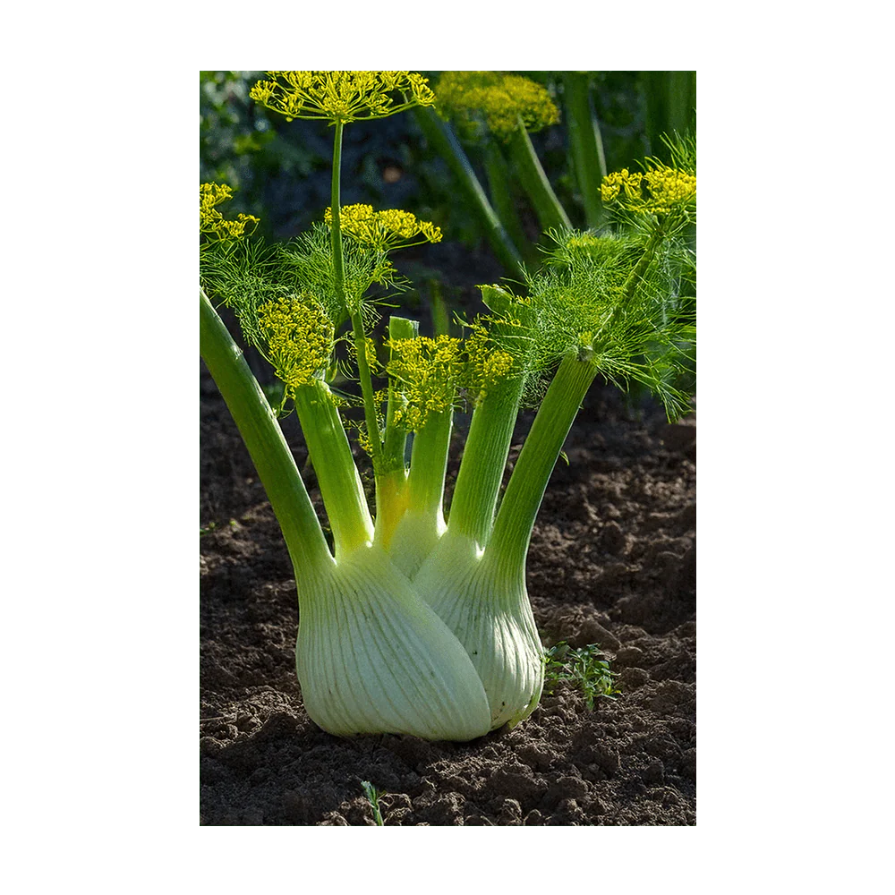 Fennel Vegetable Seeds Packet - Image 3