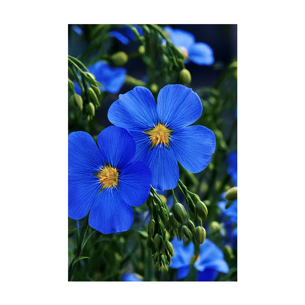 Flax Blue Flower Seeds Packet - Image 3