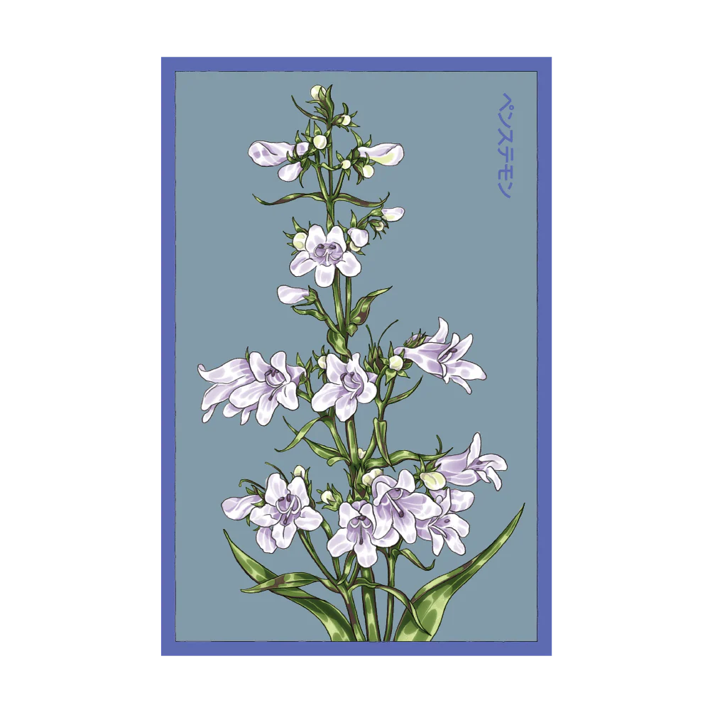 Foxglove Beard Tongue Flower Seeds Packet