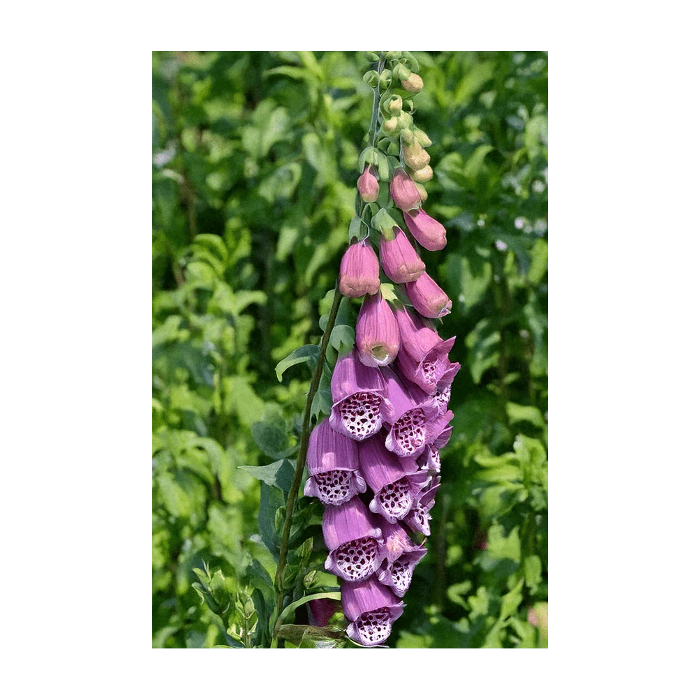 Foxglove Beard Tongue Flower Seeds Packet - Image 3