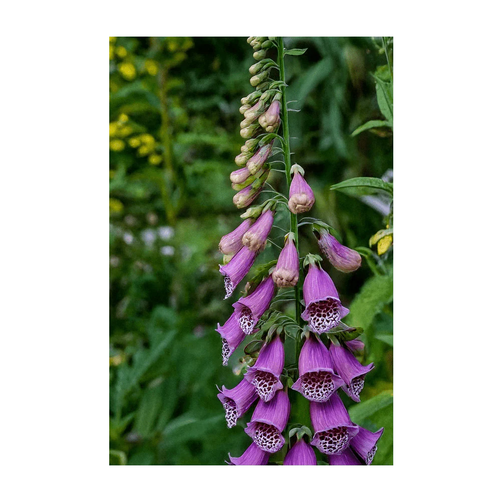 Foxglove Beard Tongue Flower Seeds Packet - Image 4