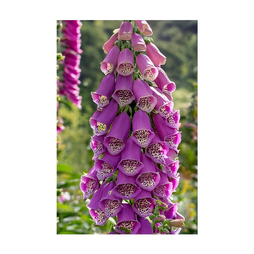 Foxglove Flower Seeds Packet - Image 3