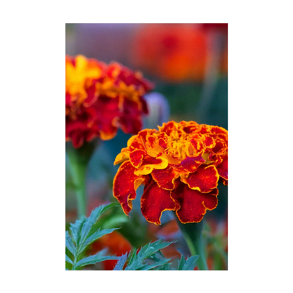 French Marigold Flower Seeds Packet - Image 3