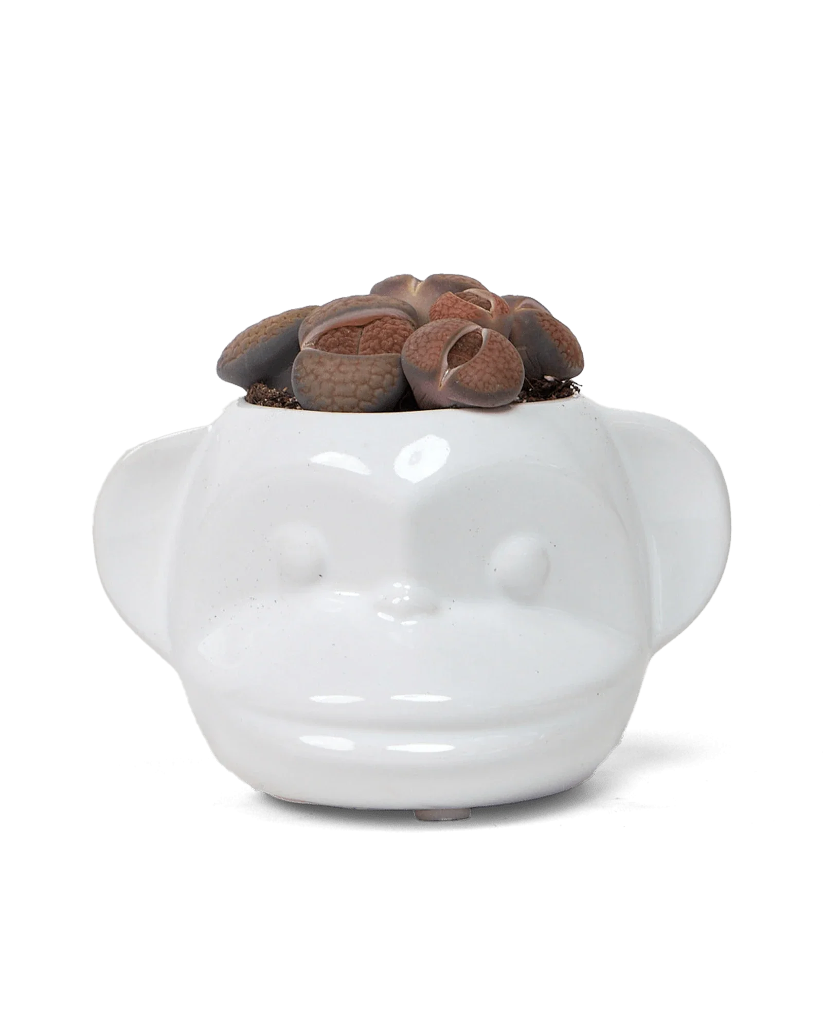 Funky Monkey Planter - Image 13