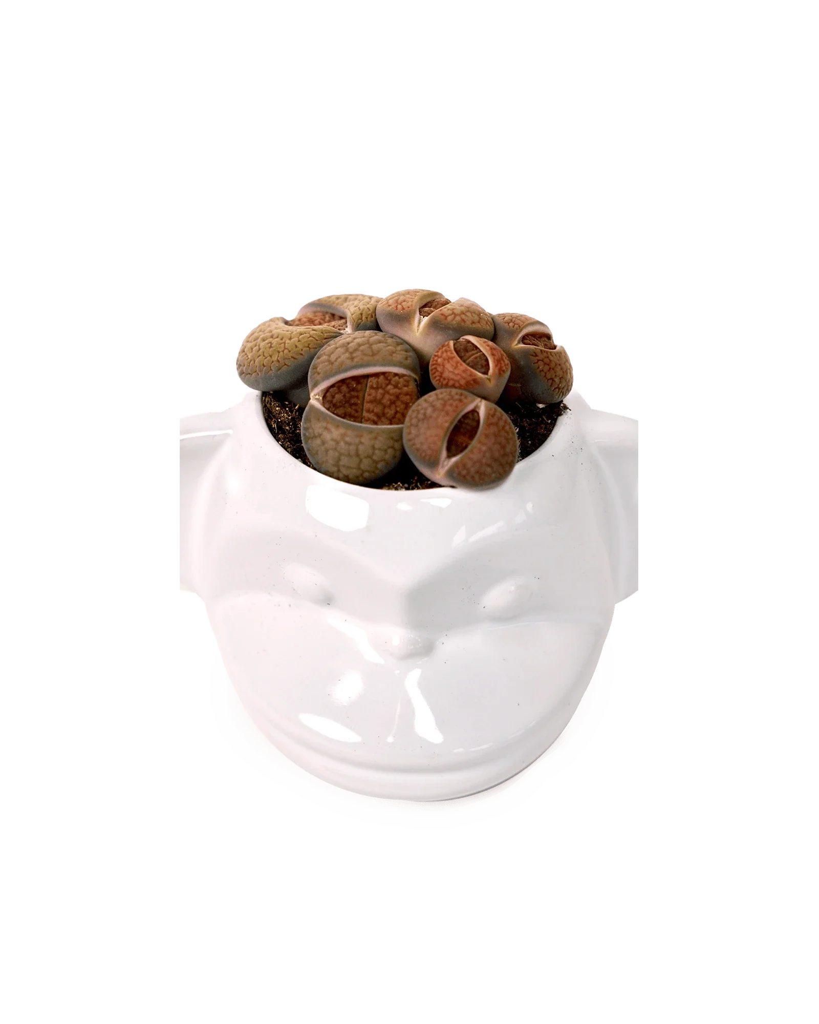 Funky Monkey Planter - Image 16