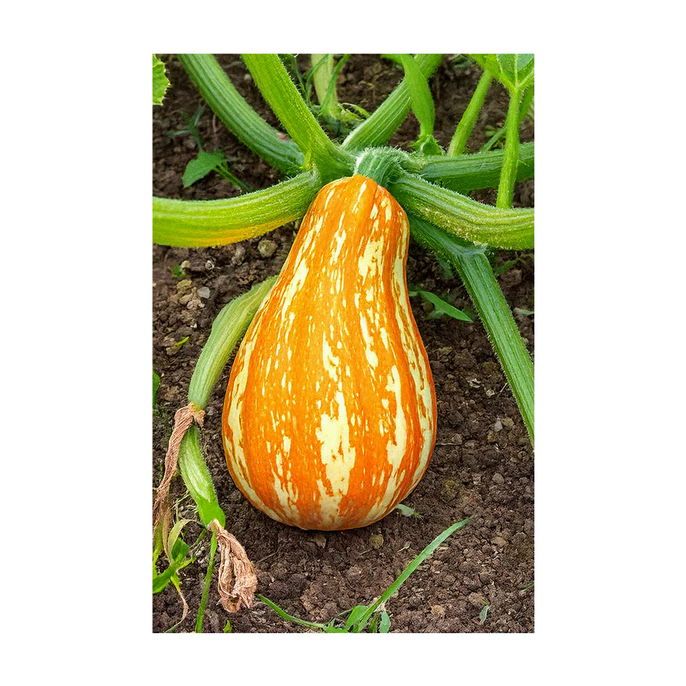 Funky Squash Vegetable Seeds Packet - Image 3