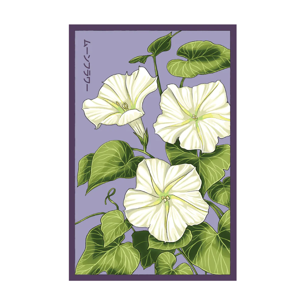 Giant Moonflower Flower Seeds Packet