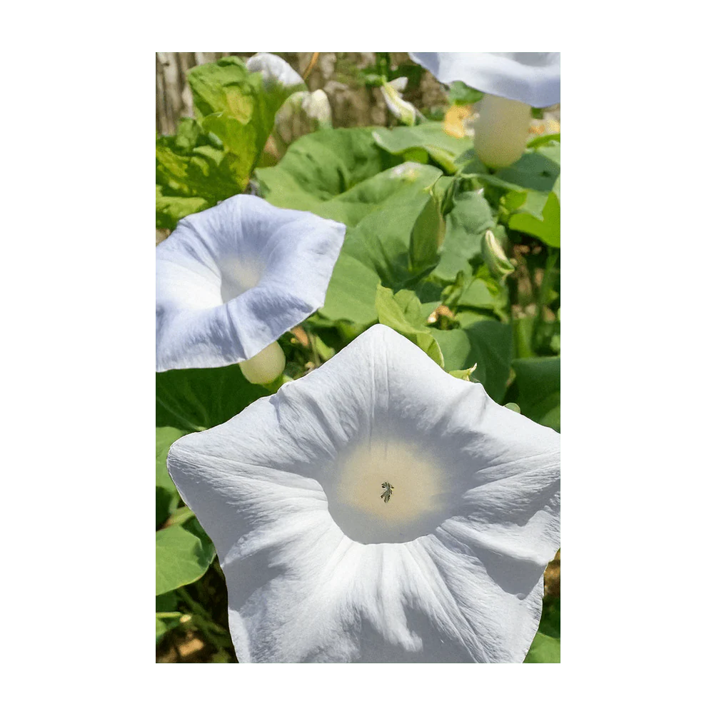 Giant Moonflower Flower Seeds Packet - Image 3